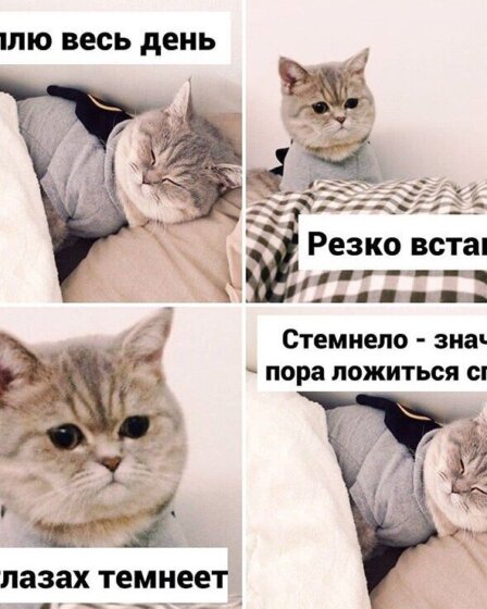 смешная фотография ленивого кота